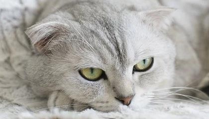 开云体育_ 76人赛季总结：恩比德的表现如何改变球队？，76人队的恩比德伤情