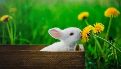 开云体育_《使命召唤手游》全球锦标赛中国战队强势晋级总决赛