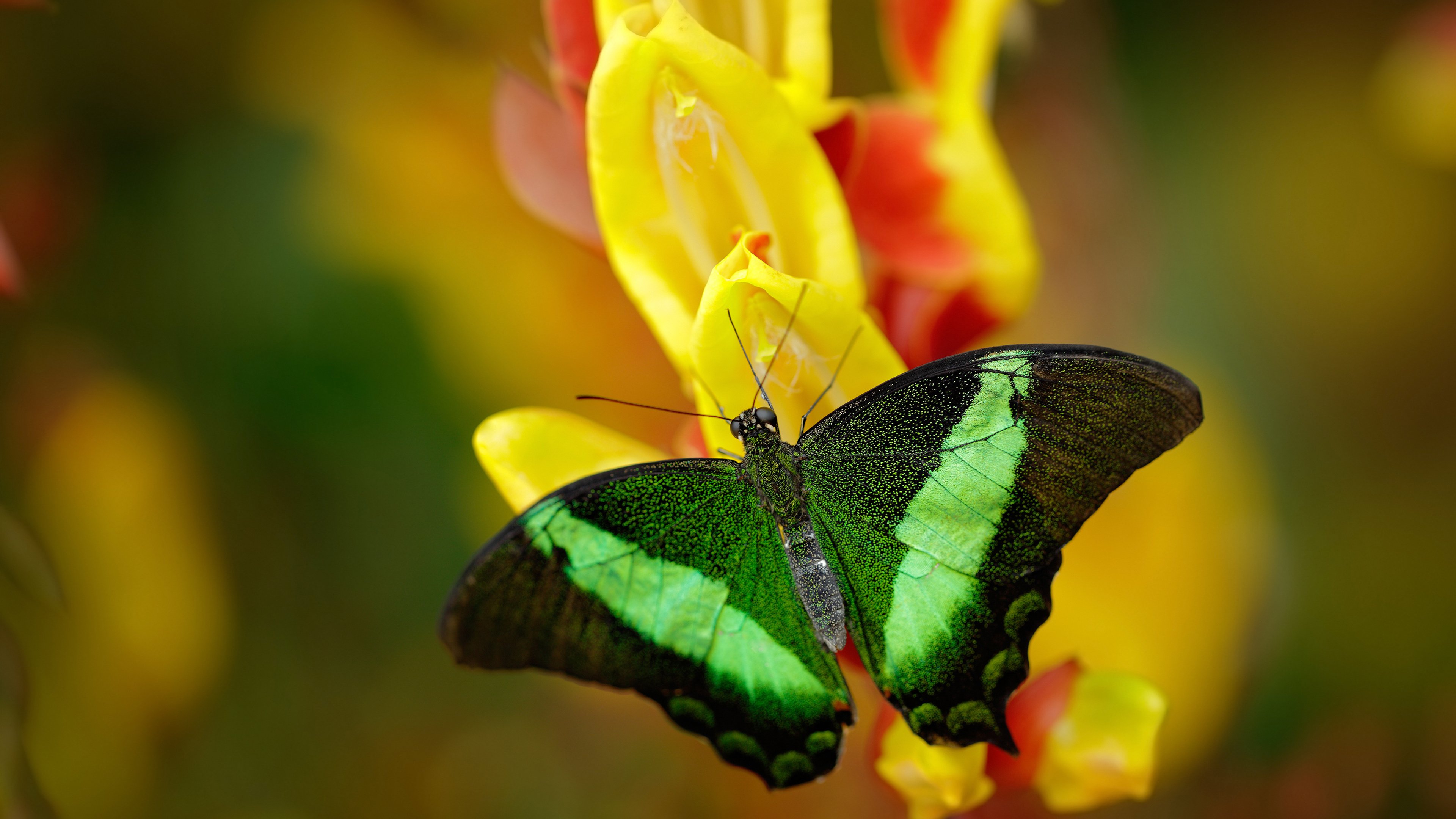 Dota 2 赛事直播技术创新升级，dota2 直播平台