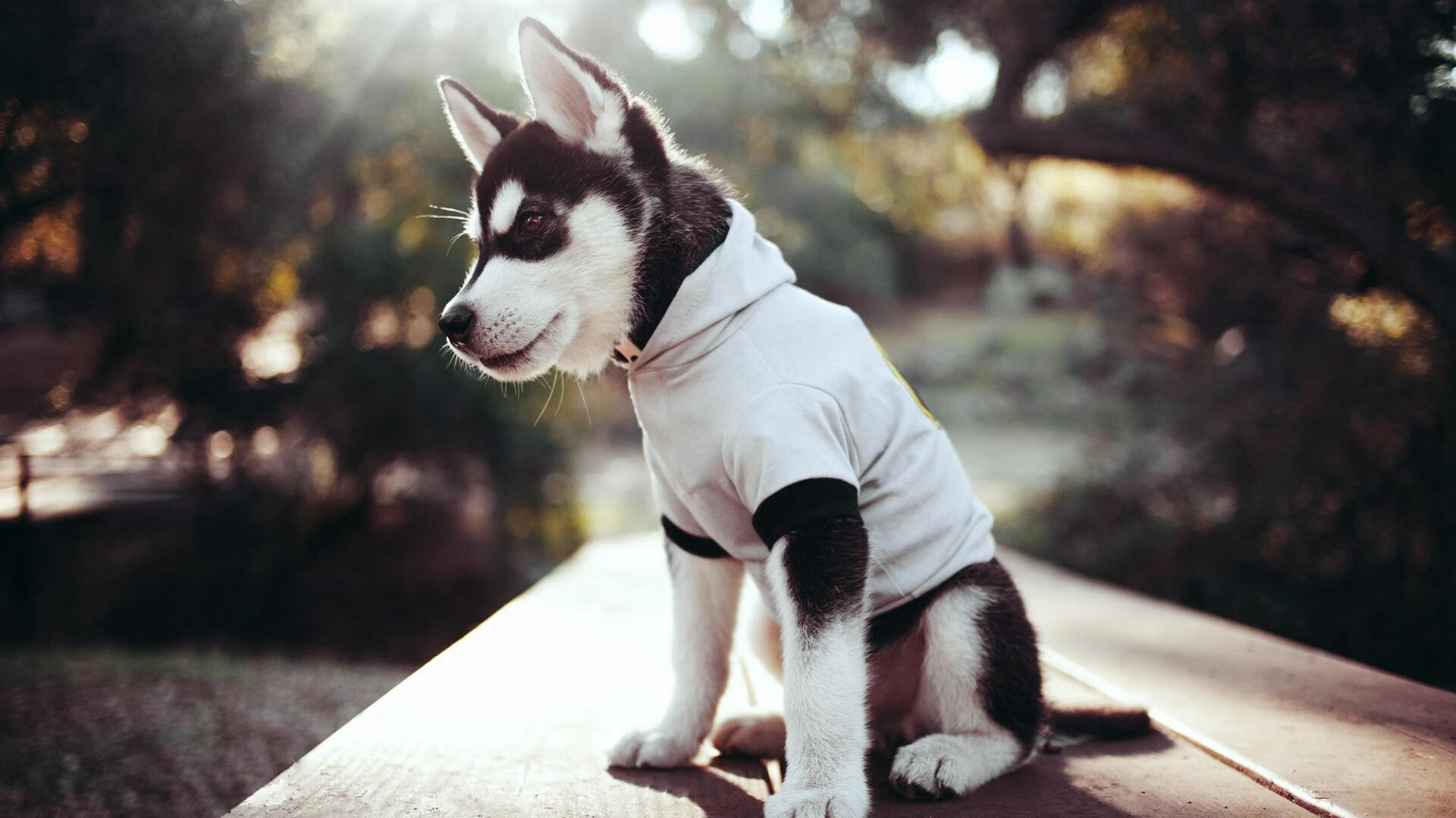 “青少年足球表现出色，列入国家重点培养计划”，青少年足球选拔