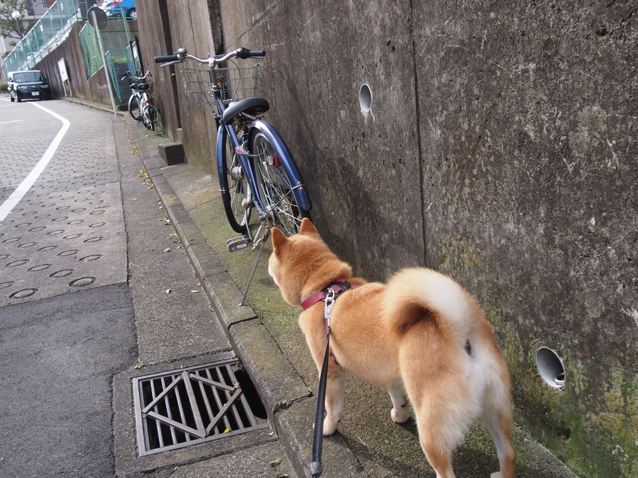 【Soto状态火热】圣地亚哥教士明星胡安·索托引领攻势