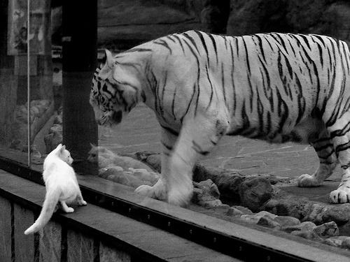 中国女足备战奥运会，信心满满，中国队女足奥运会