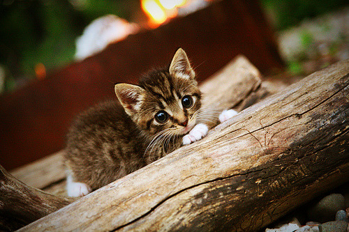 未来联盟：AI和大数据如何重新定义篮球比赛？，篮球大数据平台中国篮协