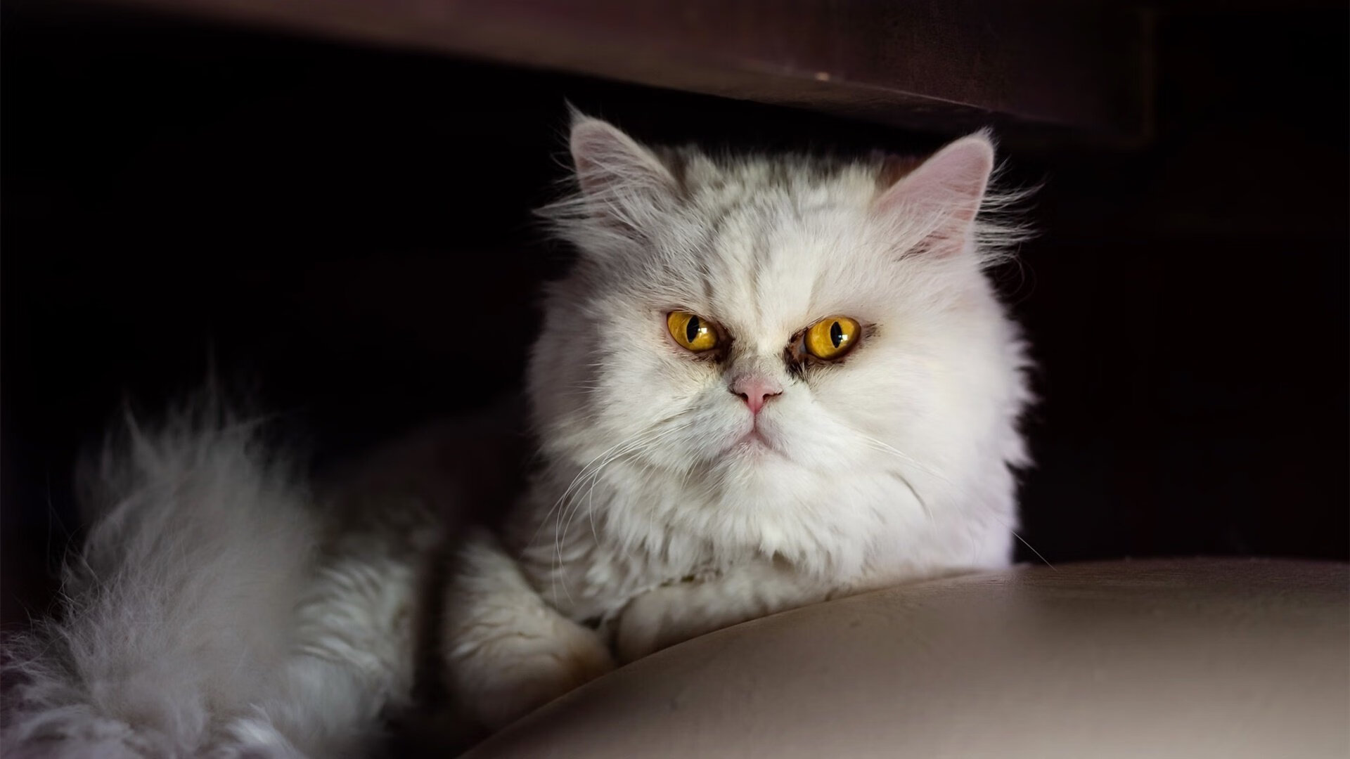 未来联盟:引入AI战术分析,提升球队“智商”,未来lol