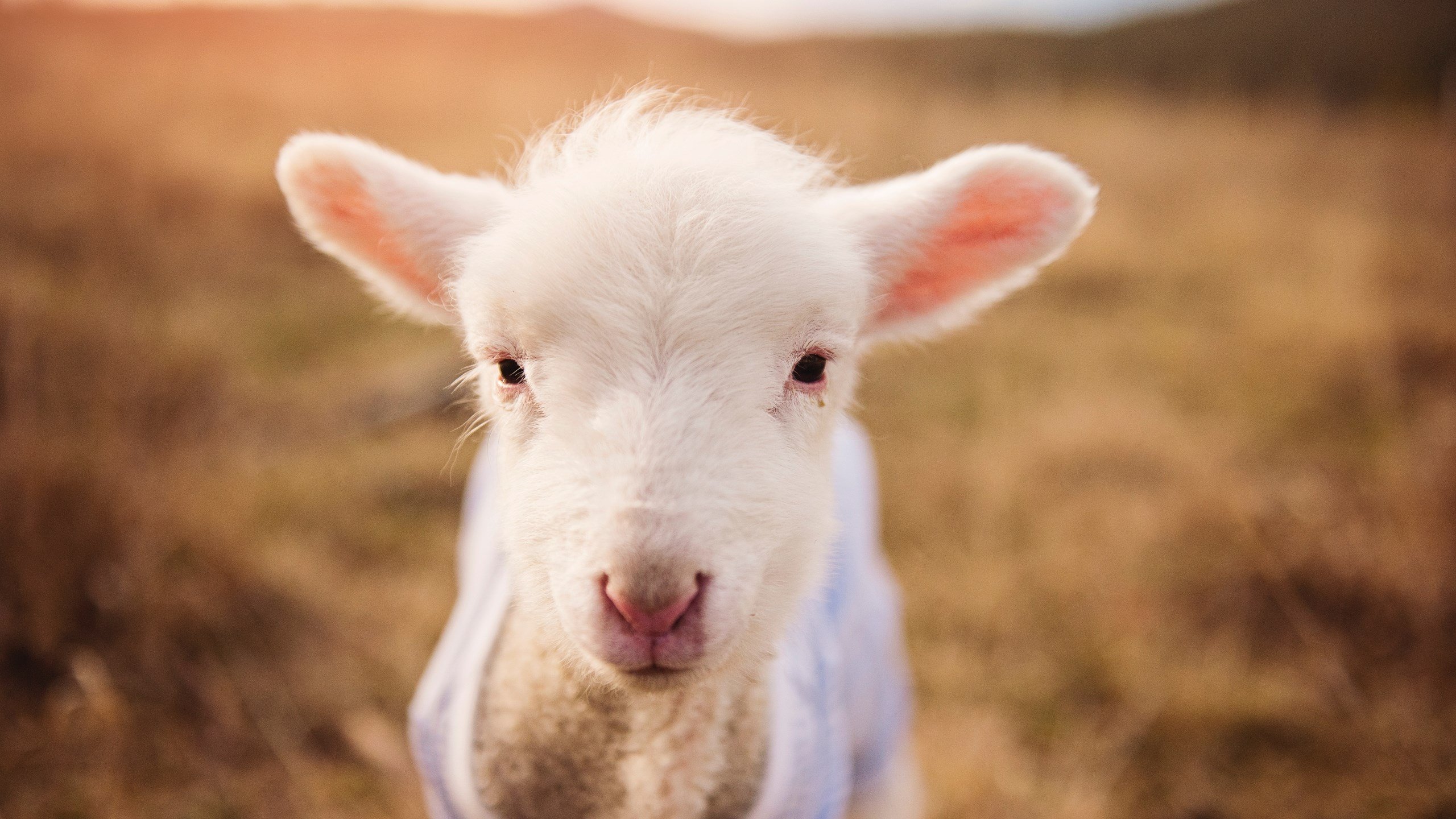 CBA球队比赛战术复盘技术，cba复赛揭幕战