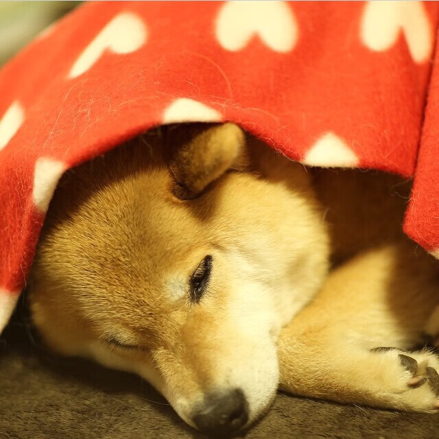 T1战队数据分析师荣获“年度技术支持奖”