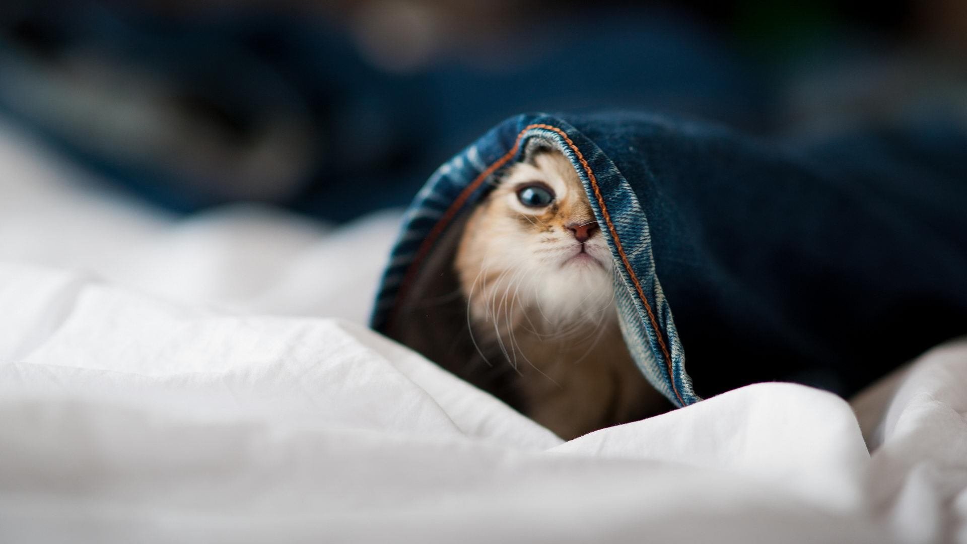 利物浦之王_ 拜仁慕尼黑冲在前头,利物浦vs拜仁慕尼黑次回合