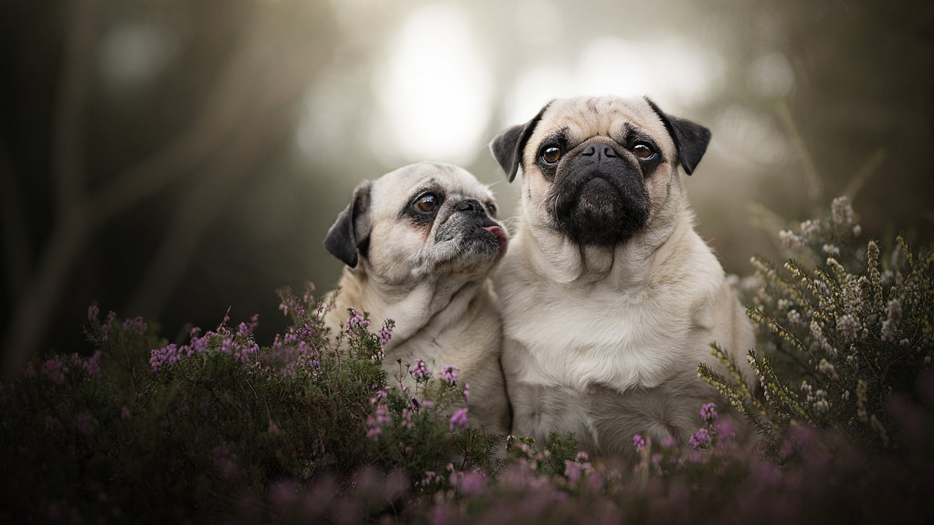 米尔顿凯恩斯防守稳健,马林斯军团全力保级,米尔顿凯恩斯斯诺克