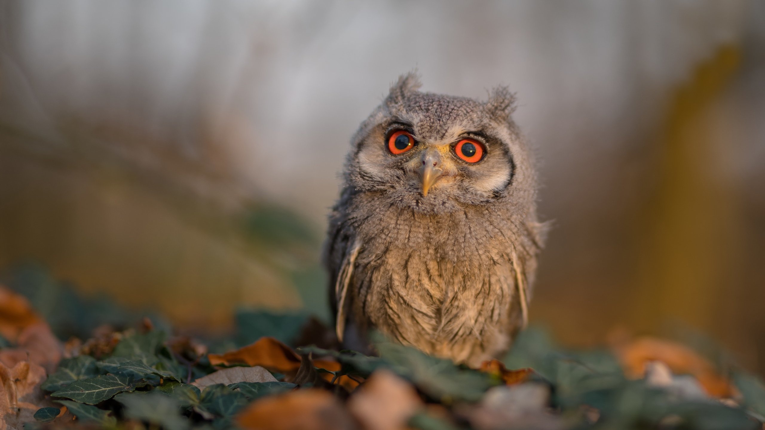 腾讯电竞赛事平台用户规模突破千万，腾讯电竞2021