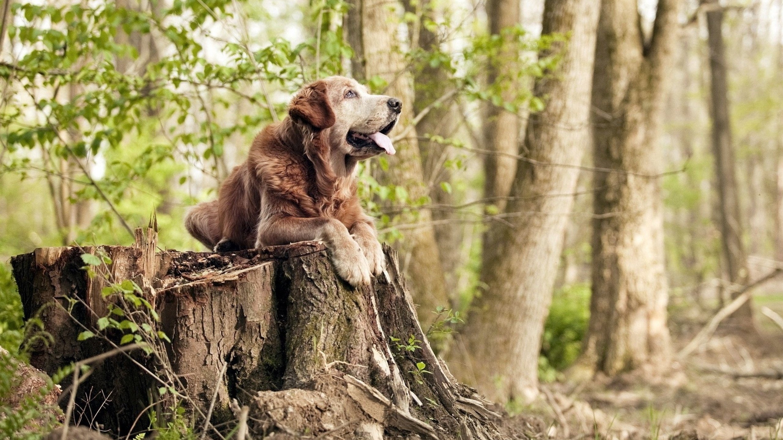 NBA球队文化与团队凝聚力关系研究,球队文化的具体表现