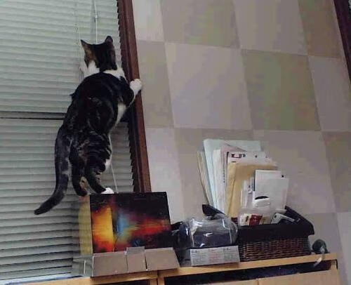 “东安湖赛场:飞扬的风帆与激情的竞技”