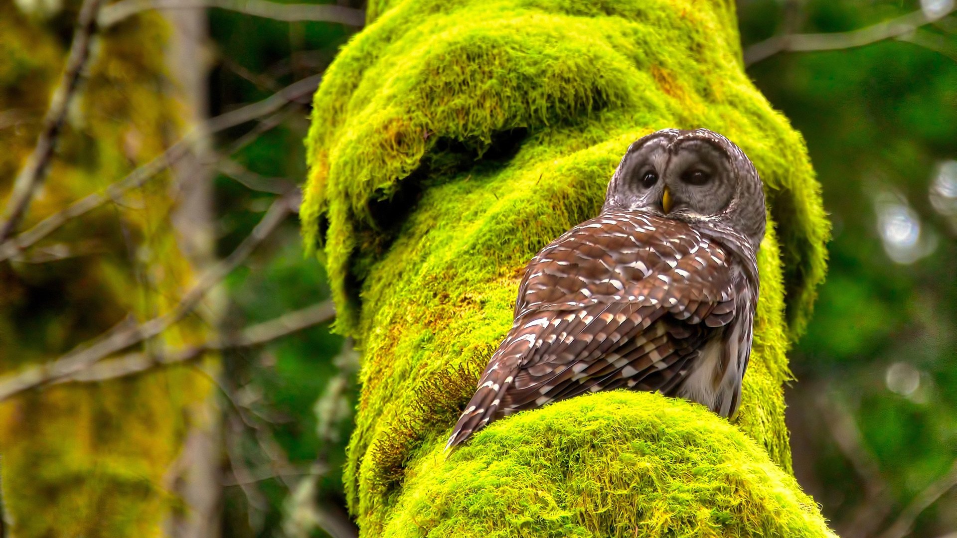 亚洲杯中国女足惨败 球员技术不足被曝光，中国女足惊动亚足联