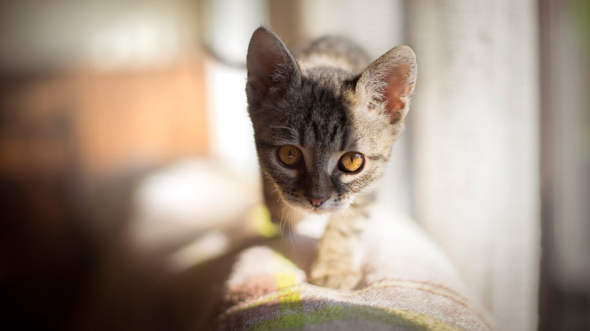 国家体育总局发布全民健身场馆合理布局指导意见，全民健身场地设施项目建设标准