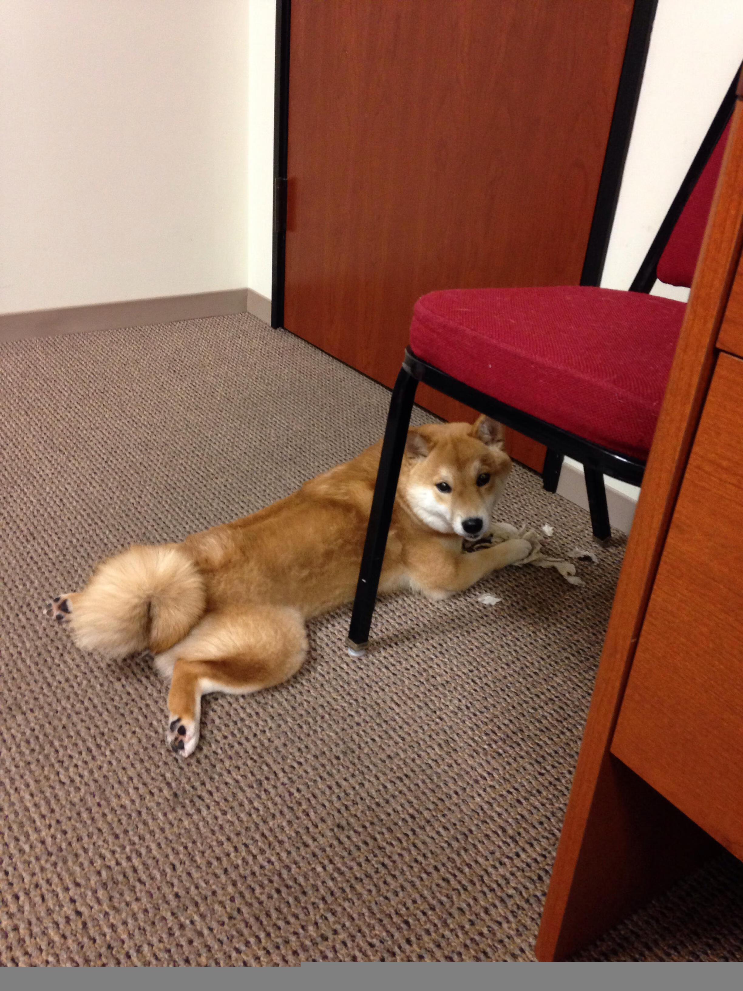 希腊女篮在欧洲锦标赛中强势夺冠,荣光再续不败传奇,希腊欧洲杯赛程