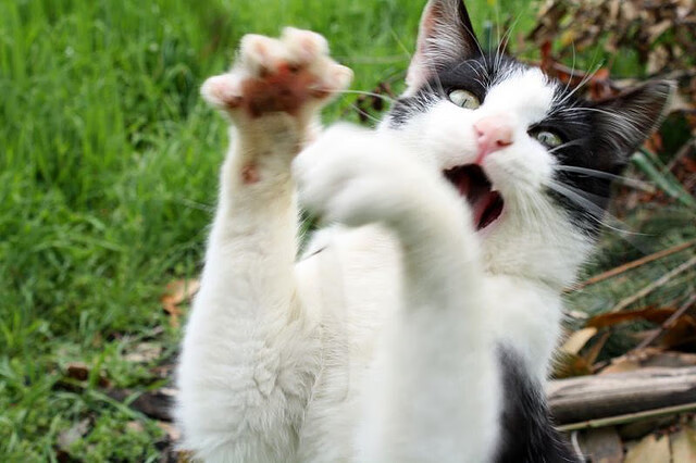 波波维奇泳姿流畅动作细腻获赞，波波维奇游泳运动员