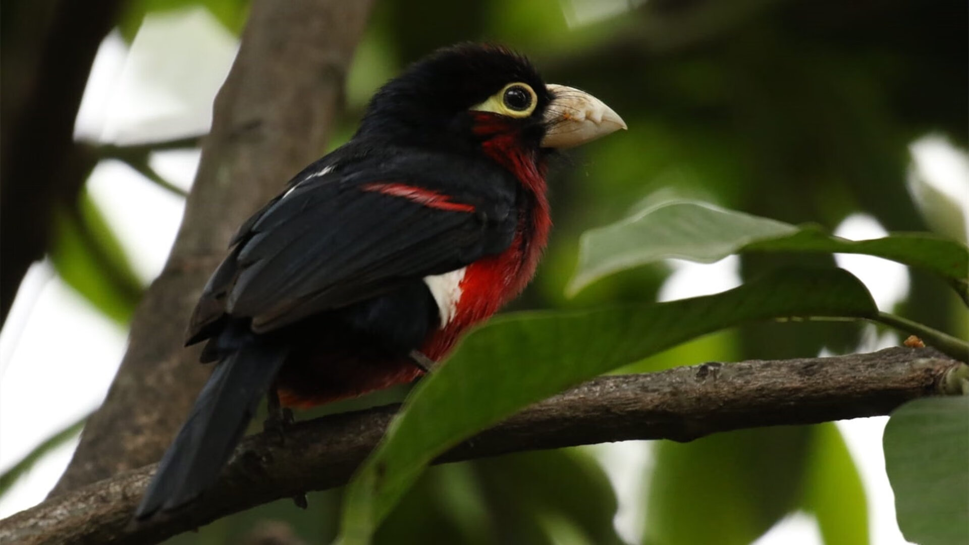 男篮青年队战术表现获业内人士肯定发展潜力大,中国青年男子篮球队
